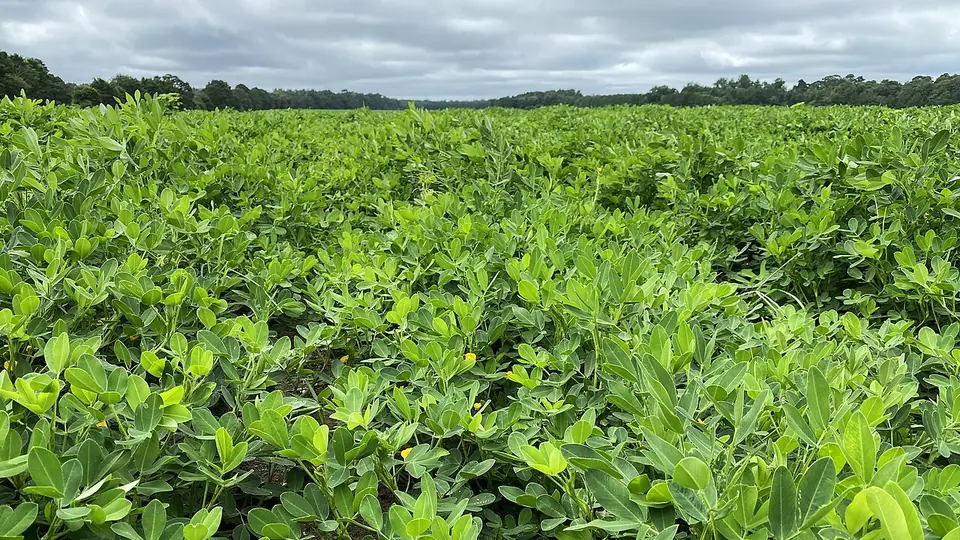 Lavoura de amendoim com folhagem verde fechada cobrindo o solo