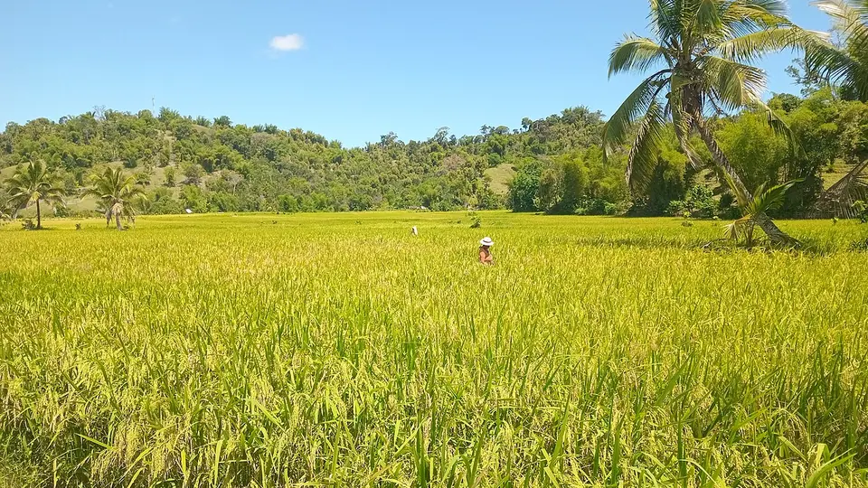 Lavoura de arroz verde amarelada ocupando o vale até a borda da mata