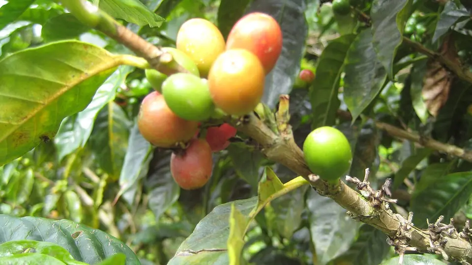 Ramo de cafeeiro com frutos verdes, amarelos e vermelhos no mesmo galho