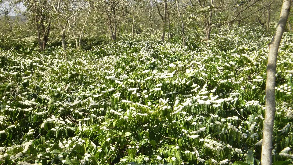 Lavoura de café em plena floração branca no campo