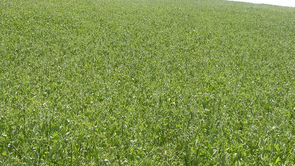 Lavoura de aveia verde e fechada ainda em fase vegetativa