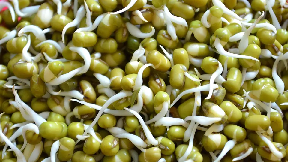 Sementes de feijão germinadas bem de perto, com brotos brancos saindo delas
