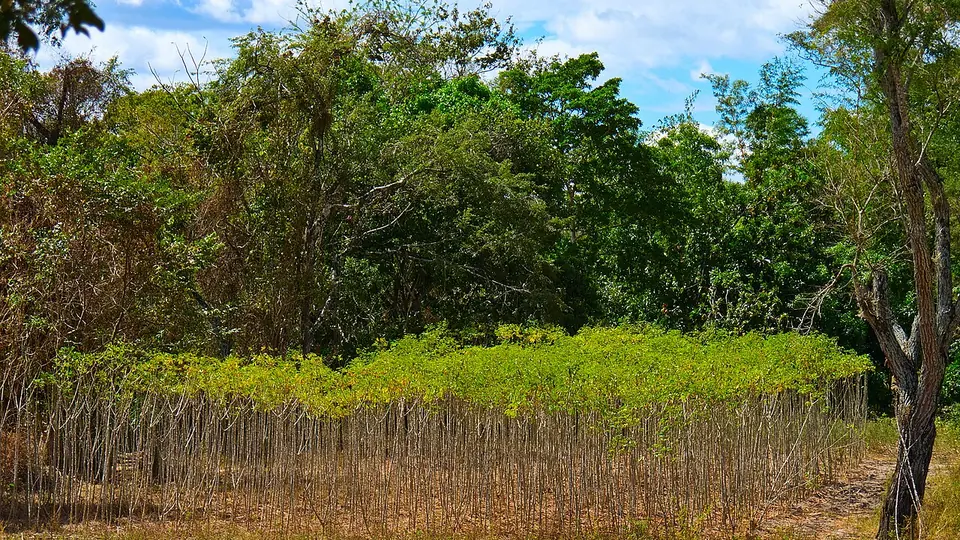 Lavoura de mandioca em campo aberto com árvores ao fundo sob céu azul