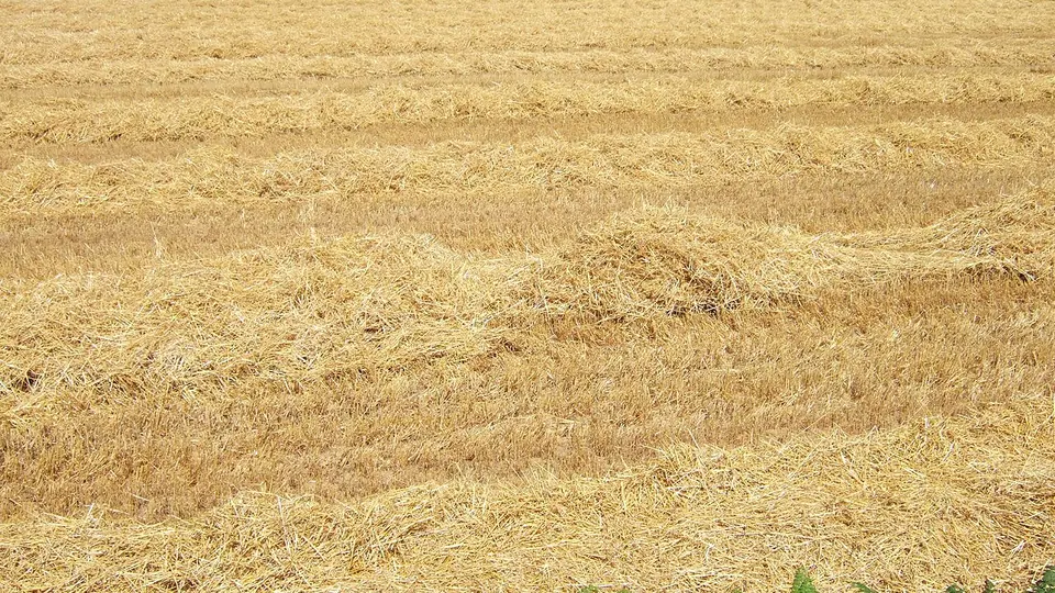 Palhada seca de cereal cobrindo todo o solo da lavoura depois da colheita