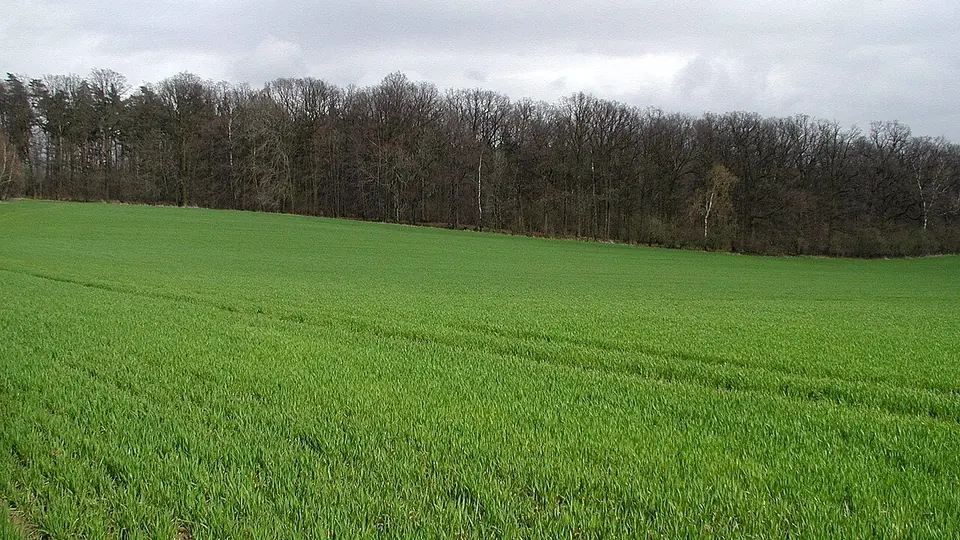 Pasto de gramínea verde com faixa de mata ao fundo numa área de pastagem