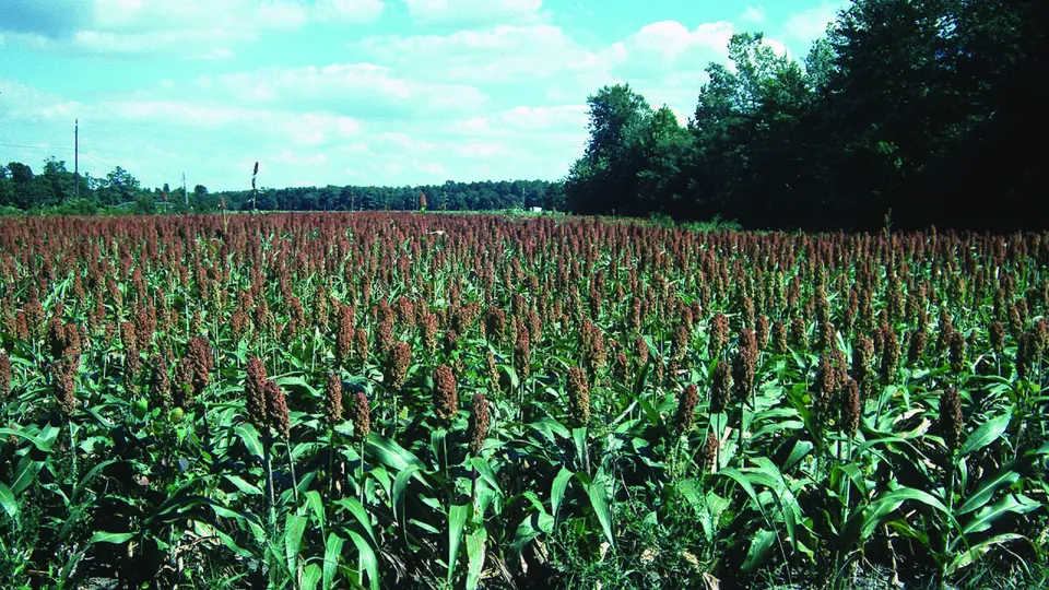 Lavoura densa de sorgo forrageiro verde com faixa de mata ao fundo