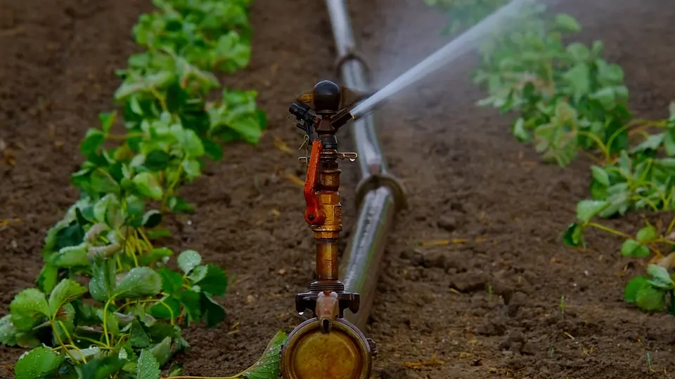 Aspersor de irrigação jogando água sobre as fileiras verdes da lavoura