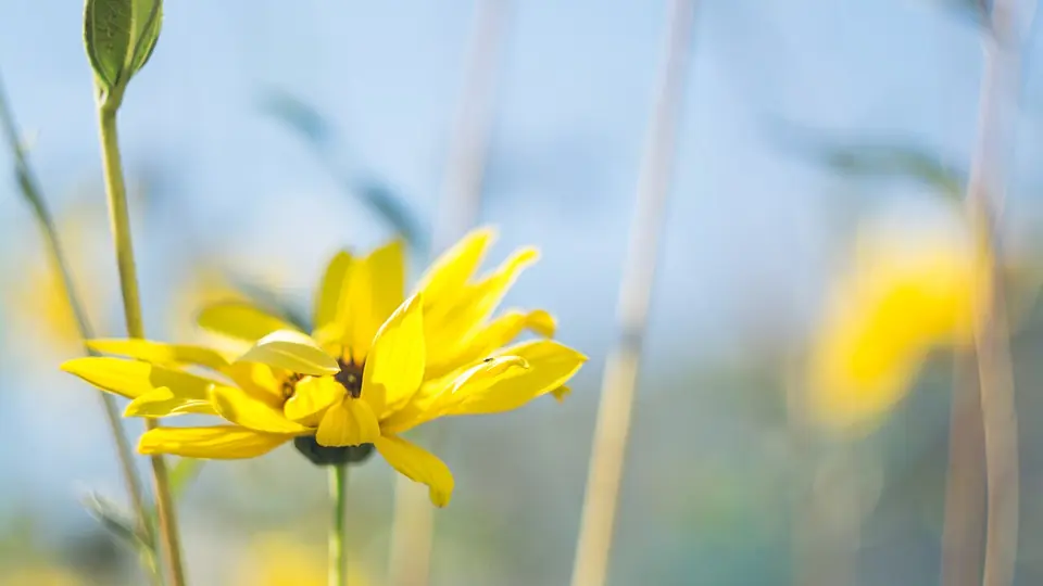 Flor amarela aberta em primeiro plano com um campo florido desfocado ao fundo