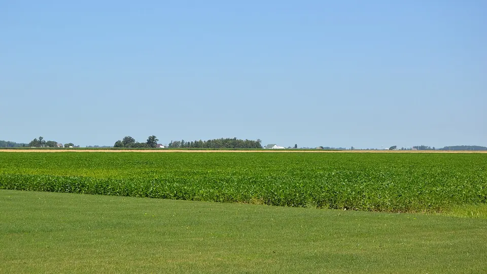 Lavoura de soja verde se estendendo até a linha de árvores no horizonte