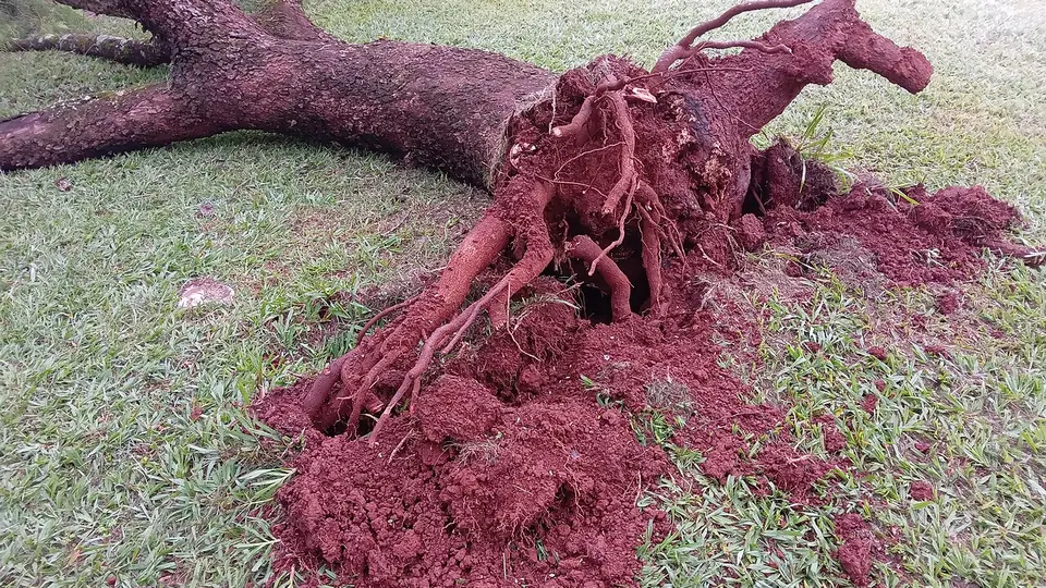 Massa de raízes de uma árvore tombada com solo avermelhado agarrado