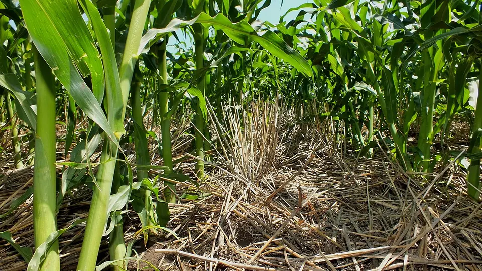 Palhada de restos culturais cobrindo o solo entre plantas de milho