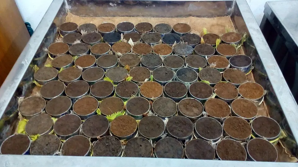 Bandeja com dezenas de amostras de terra em copinhos alinhados em malha