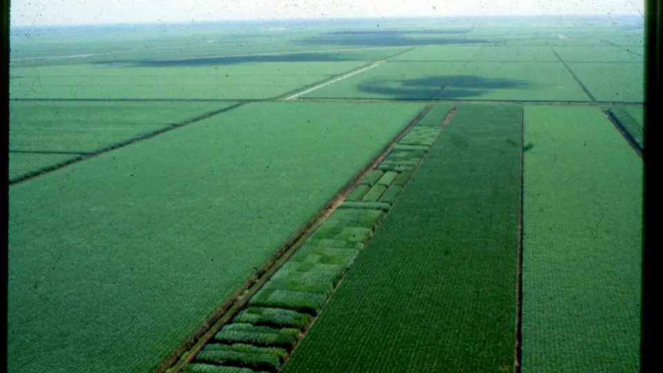 Vista aerea de talhoes de cana verdes cortados por um canal