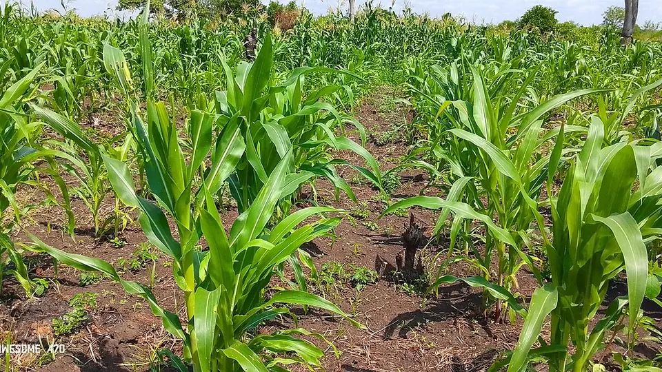 Lavoura de milho jovem com folhas verdes em linhas sobre o solo