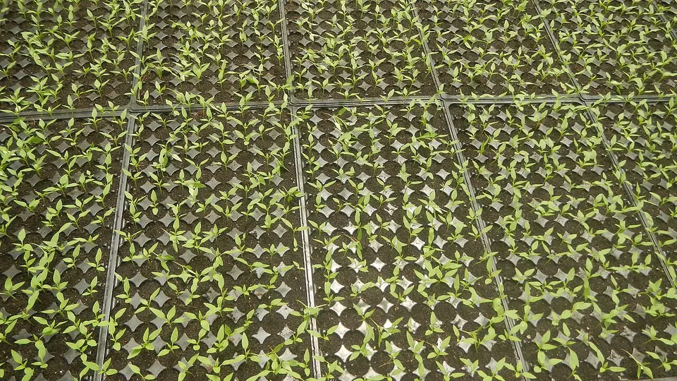 Bandejas de mudas verdes alinhadas lado a lado dentro do viveiro