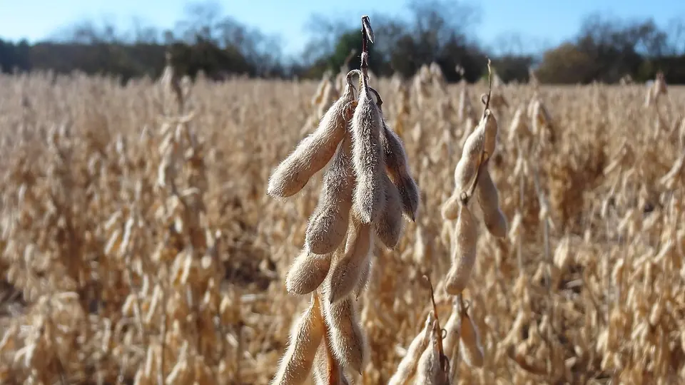 Vagens de soja maduras em primeiro plano na lavoura, com a folhagem já seca