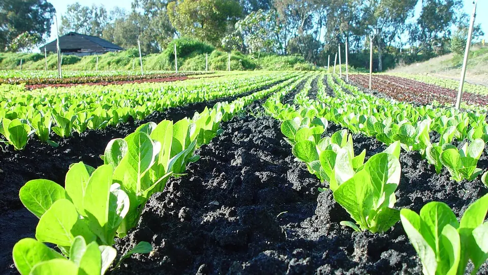 Fileiras de mudas verdes plantadas em canteiros de solo escuro