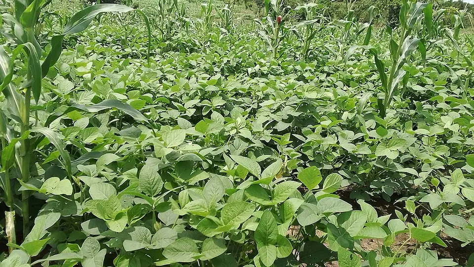 Lavoura de soja verde fechada, com fileiras de milho ao fundo