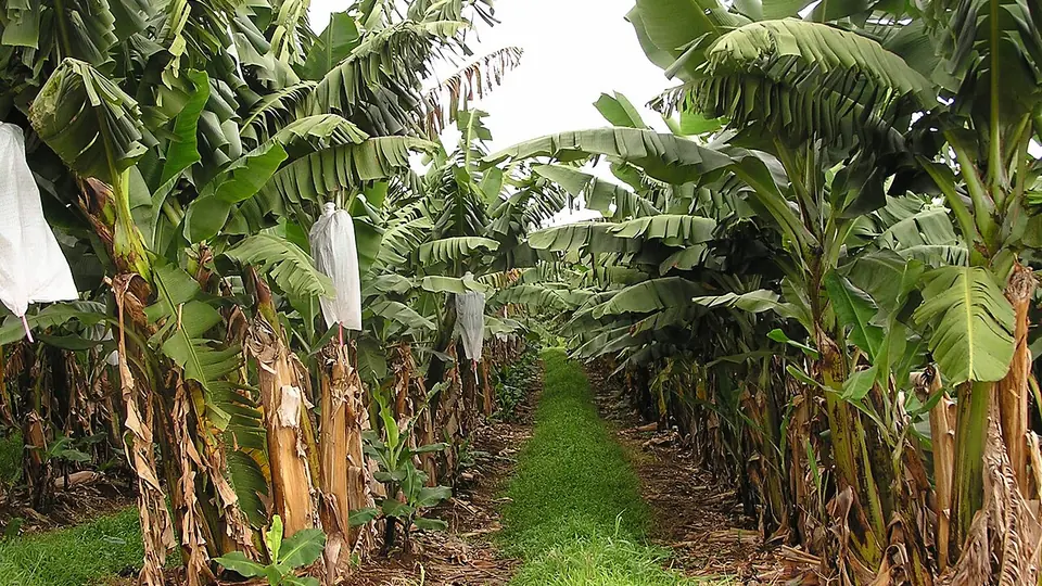 Fileiras de bananeiras com cachos ensacados na plantação