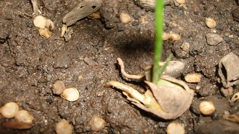 Semente germinando no solo escuro coberto de matéria orgânica