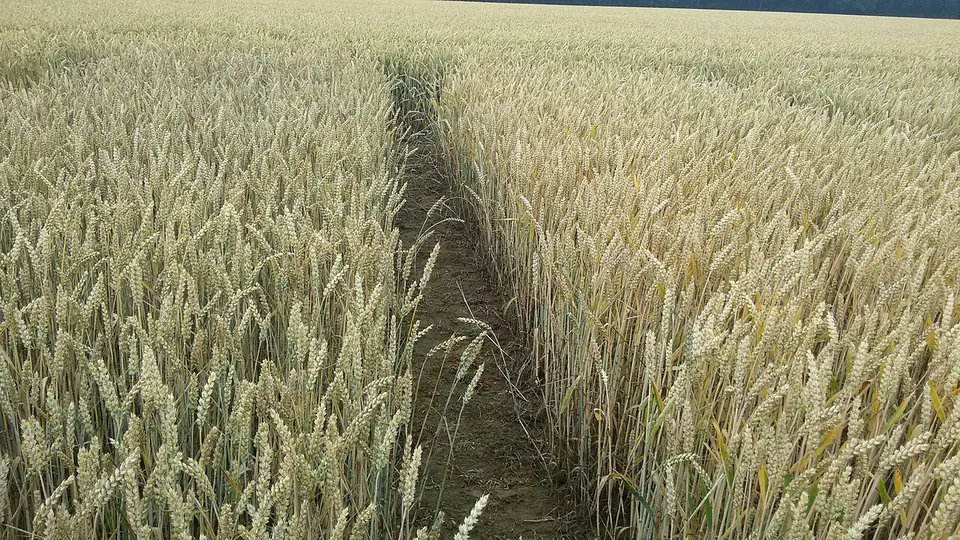 Parcelas de cereal lado a lado em campo experimental, separadas por uma faixa limpa