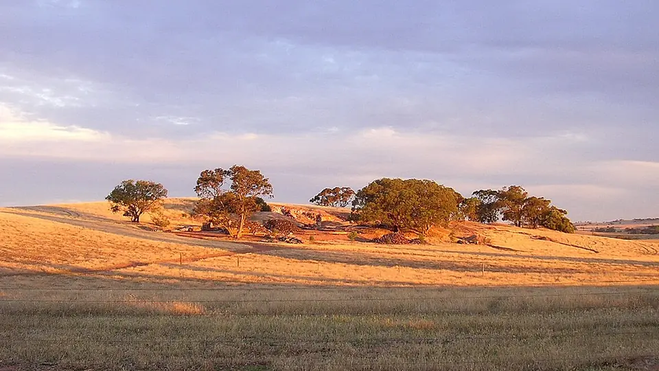 Campo seco de restolho com árvores esparsas na encosta ao fim da tarde