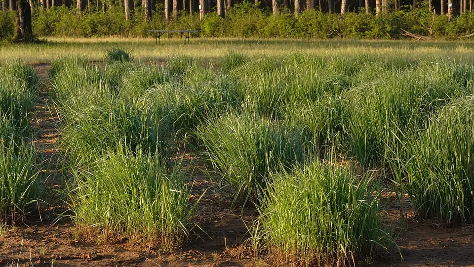 Parcelas de capim plantadas em linhas numa área experimental a céu aberto