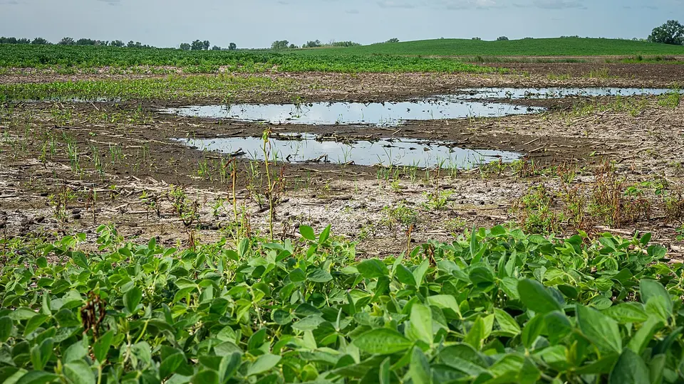 Lavoura de soja com manchas falhadas e água empoçada entre as plantas