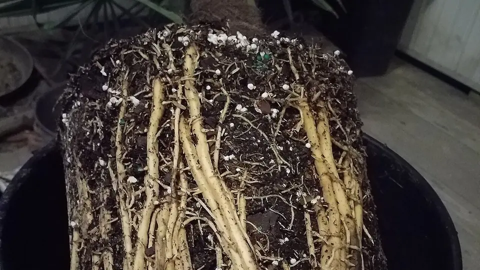 Torrão com densa massa de raízes claras tomando toda a terra