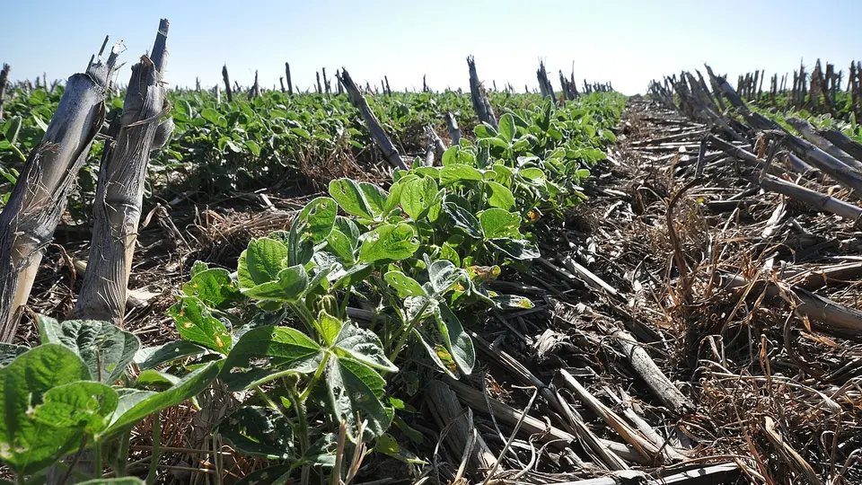 Plantas jovens de soja crescendo entre a palha seca na lavoura
