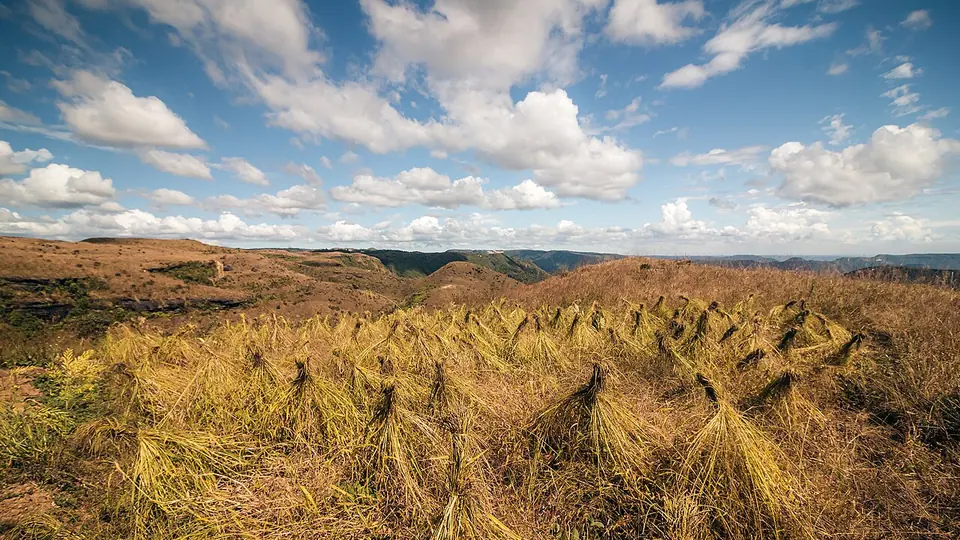 Campo de milheto seco com os feixes colhidos sob ceu de nuvens