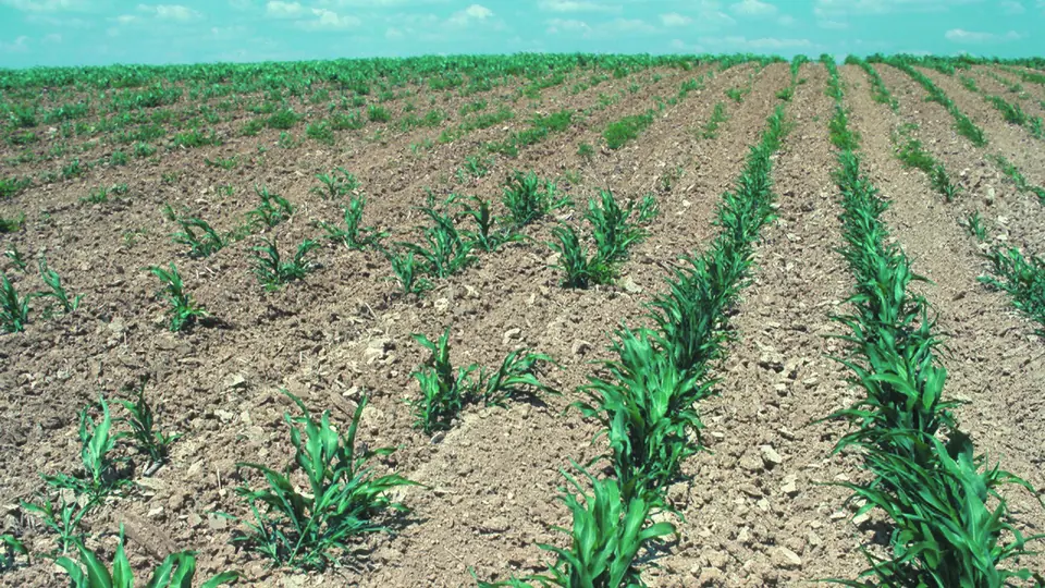 Lavoura jovem em linhas com plantas ralas e muito solo exposto entre elas