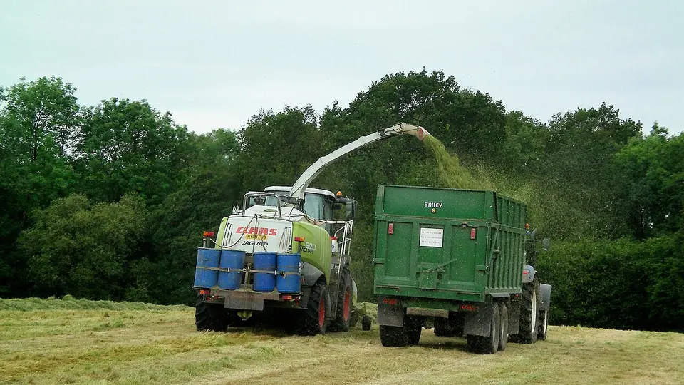 Colhedora de forragem picando capim e enchendo a carreta no campo