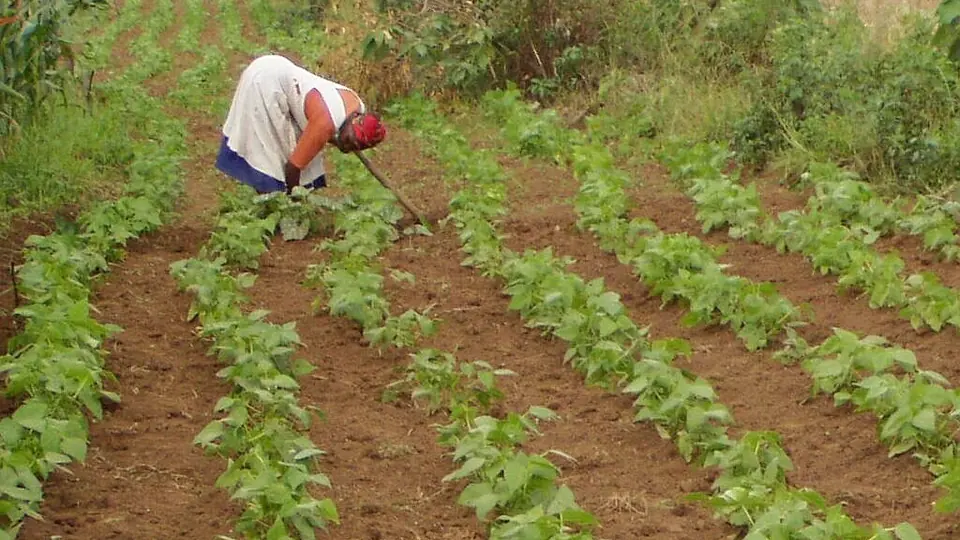 Lavoura de feijao em linhas com trabalhador capinando ao fundo