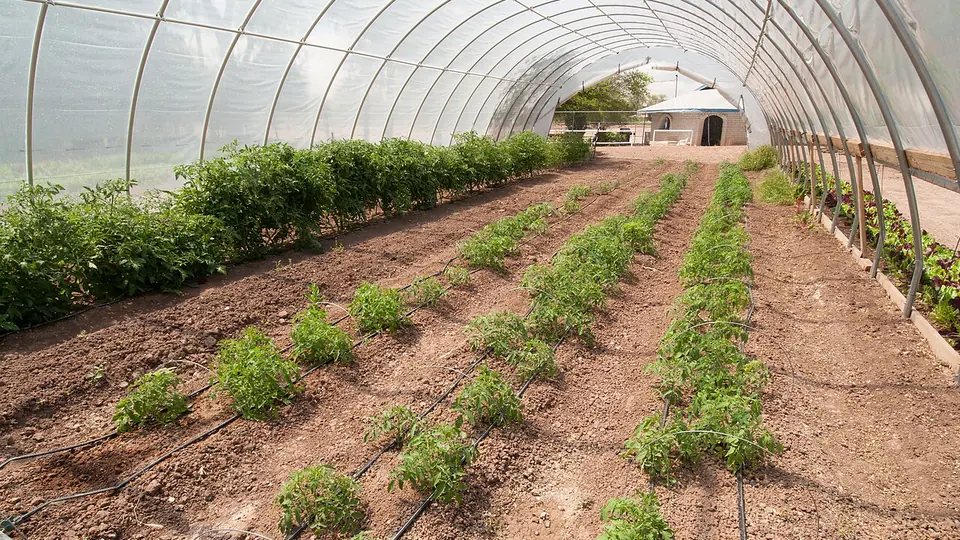Fileiras de plantas jovens em cultivo com estufa arqueada ao fundo