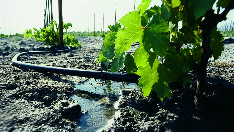 Linha de gotejamento molhando a faixa de solo entre as plantas