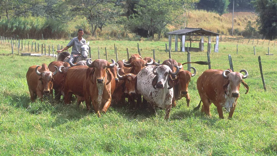 Rebanho de gado gir reunido na pastagem verde junto à cerca de arame