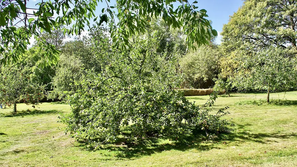 Pomar com arvore frutifera copada e grama rasteira entre as fileiras