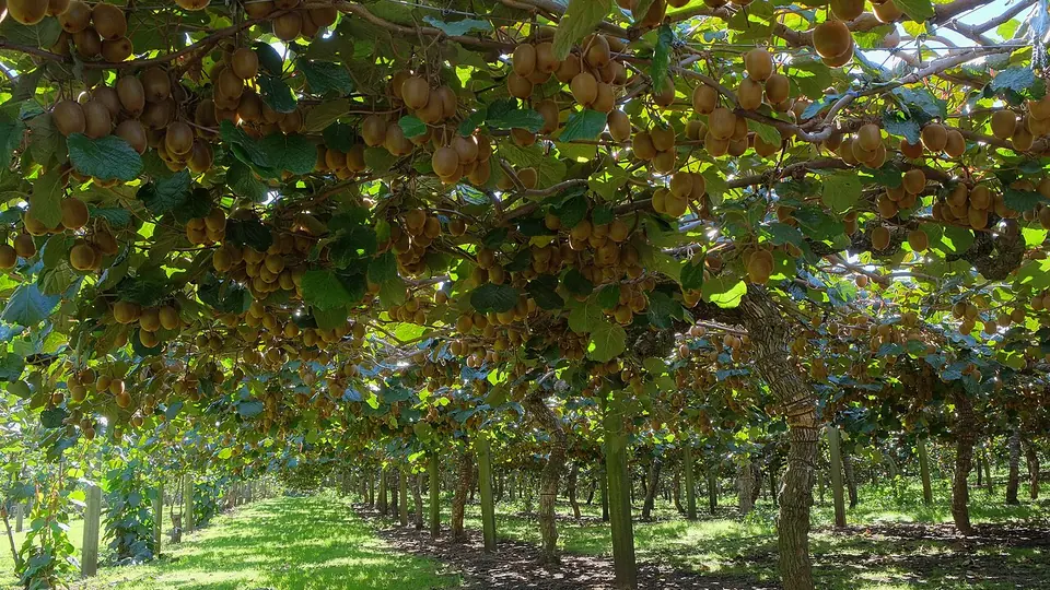 Pomar de kiwi em pergolado carregado de frutos com a linha de plantio ao fundo