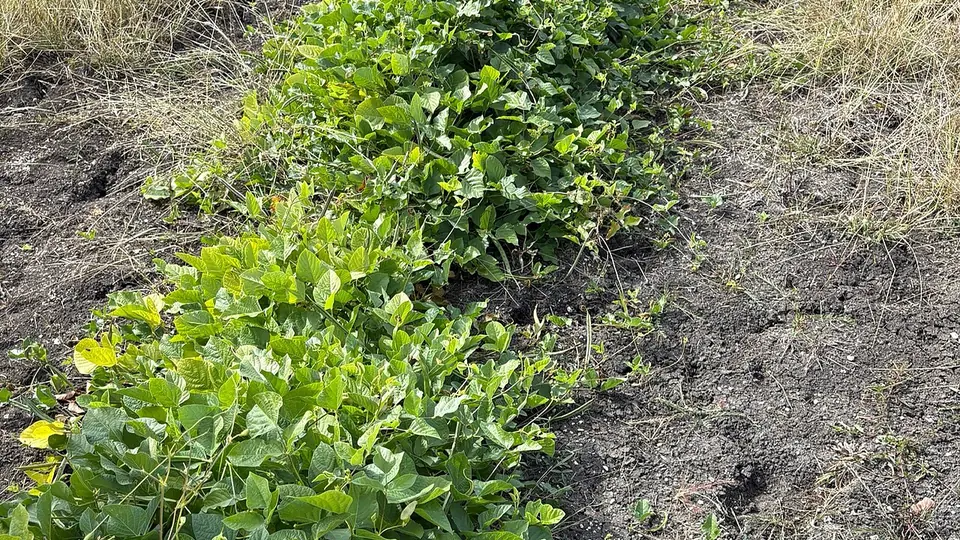 Leguminosa forrageira em formação, com folhas verdes cobrindo o solo descoberto
