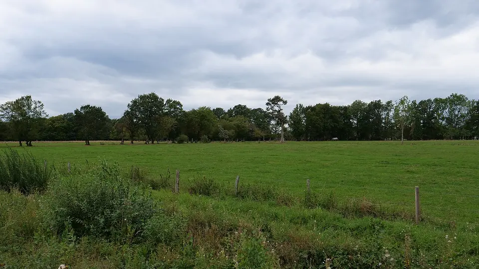 Pasto verde já formado, com uma linha de árvores ao fundo da área