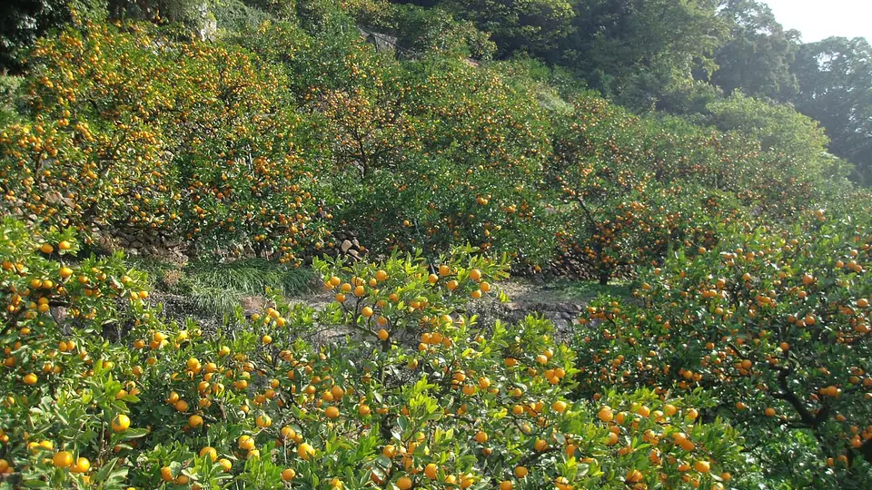 Pomar de laranja com árvores carregadas de frutos maduros