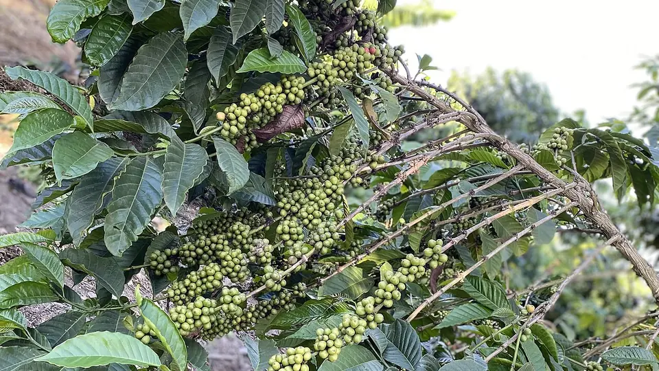 Ramo de cafeeiro carregado de frutos verdes na linha do cafezal