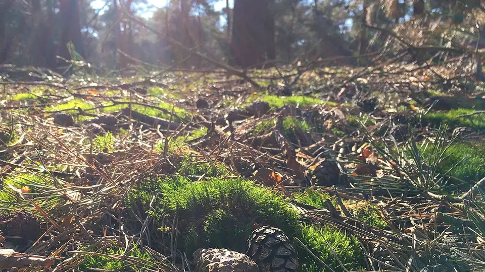 Chão de floresta coberto de musgo e folhas em decomposição sob a luz do sol