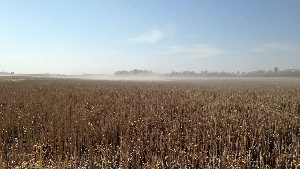 Campo agrícola coberto de palha seca com neblina baixa sobre o horizonte