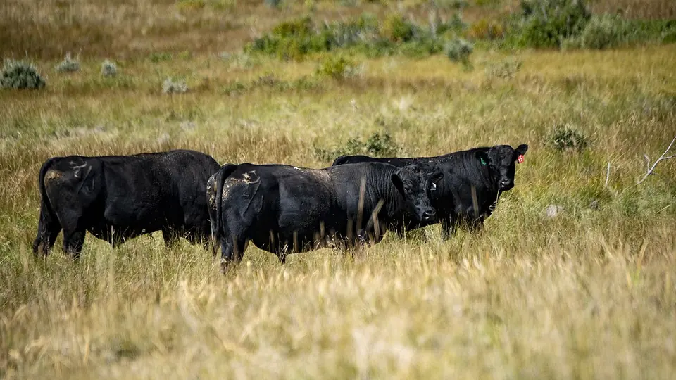 Bois pretos pastejando em pasto de capim seco em dia de sol