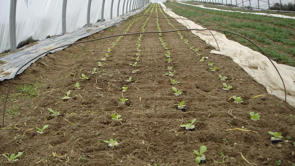 Canteiros de alface recem plantada em linhas numa horta ao ar livre