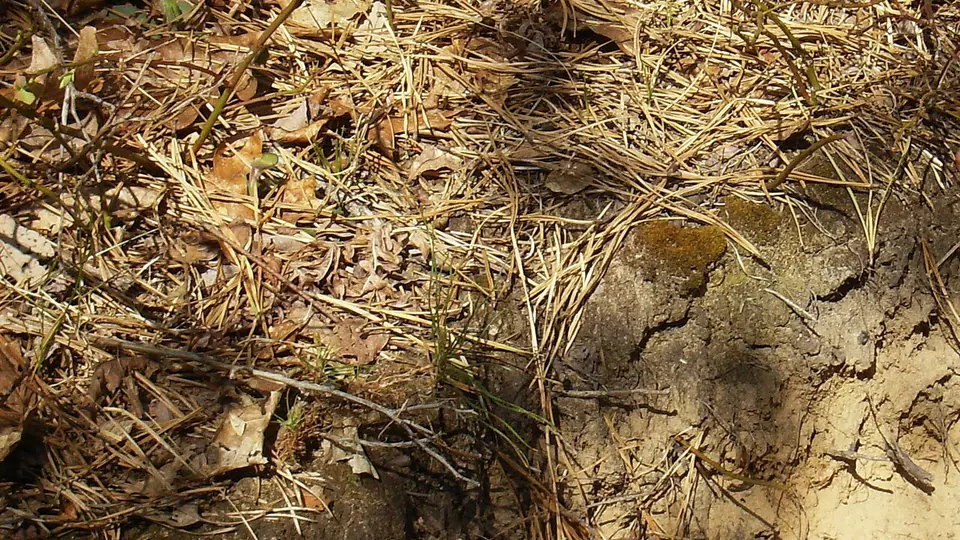 Camada de restos vegetais secos sobre solo escuro vista de perto