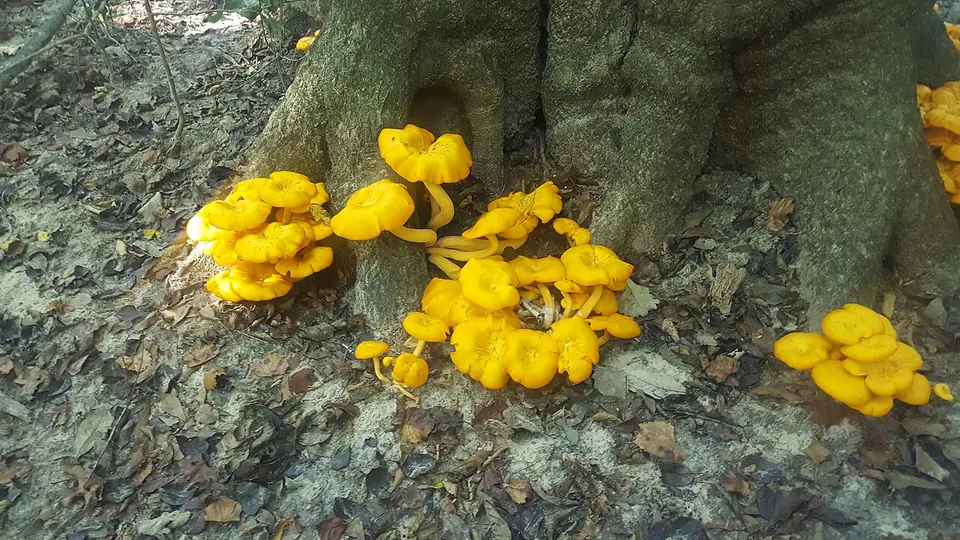 Cogumelos amarelos brotando na base de uma árvore sobre a serrapilheira