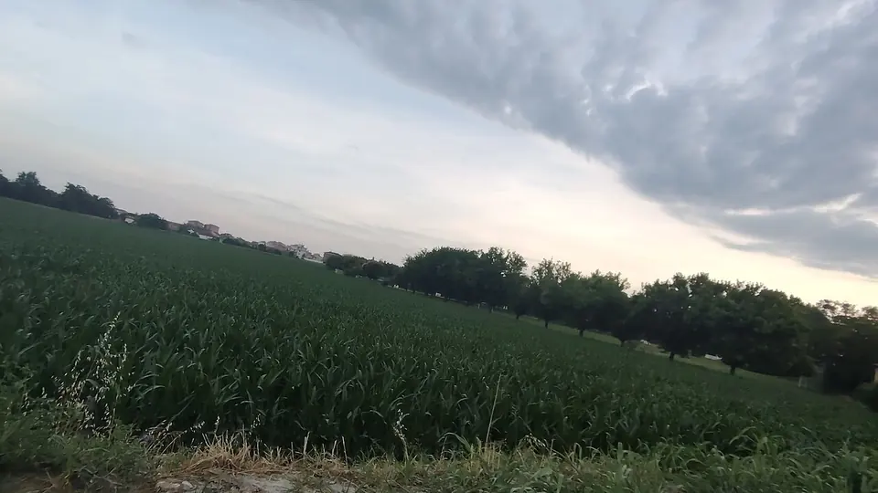 Lavoura de milho verde com fileira de arvores ao fundo no fim da tarde